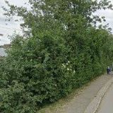 LE CYGNE SPORTIF GROUPE a.s.