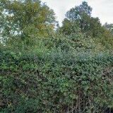 SALENA REALITY, spol. s r.o.