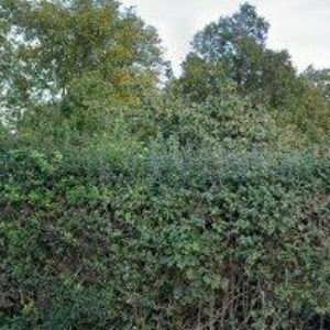 obrazek: avatar SALENA REALITY, spol. s r.o.