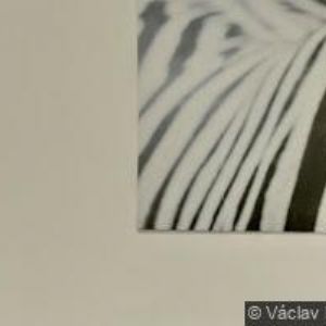 obrazek: avatar FAMILY MANAGEMENT s.r.o.