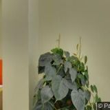 OPUS IMMOBILIEN PRAHA s.r.o.