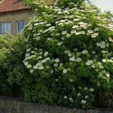 RESTAURACE U ČECHŮ