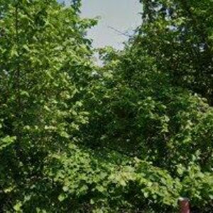 obrazek: avatar RESTAURACE U DRAHUŠKY