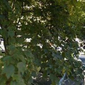 obrazek: avatar ALARM & KLÍČ