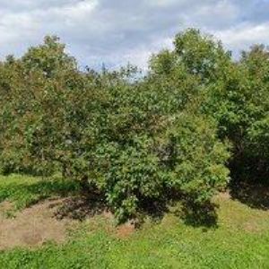 obrazek: avatar VER MONT-VÝŠKOVÉ PRÁCE