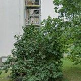 ONDŘÍČEK JAROSLAV-ONTARIO