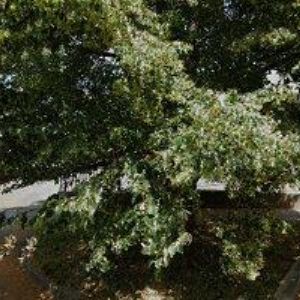 obrazek: avatar CHVOJKA LUBOMÍR