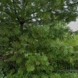 KOŽÍŠEK FRANTIŠEK