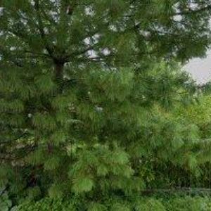 obrazek: avatar KOŽÍŠEK FRANTIŠEK