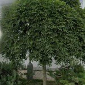 obrazek: avatar HUSÁK JIŘÍ