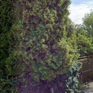 obrazek: avatar UBYTOVNA SPOŘILOV