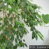 SUNFLOWER TOURS s.r.o.