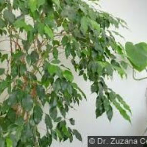 obrazek: avatar SUNFLOWER TOURS s.r.o.