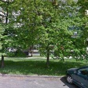 obrazek: avatar PLÁTKOVÁ MILUŠE