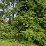 VOBORSKÁ MILADA Mgr.-BABYKA