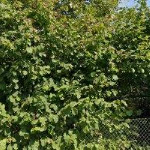 obrazek: avatar HERINK MIROSLAV