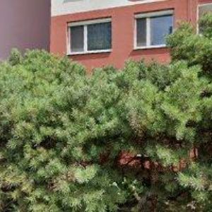 obrazek: avatar SEVERIN MILAN-STĚHOVÁNÍ