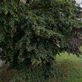 DOSTÁL ROMAN-AUTOJEŘÁBY