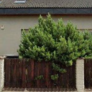 obrazek: avatar ŠEJBL JIŘÍ