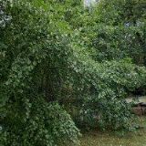 JEZDECKÁ STÁJ PÍSNICE