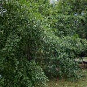 obrazek: avatar JEZDECKÁ STÁJ PÍSNICE