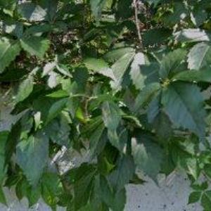 obrazek: avatar ATELIÉR PRO ŽIVOTNÍ PROSTŘEDÍ, o.s.