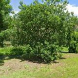 BAČKOVSKÝ ZDENĚK Ing.