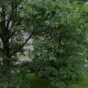 obrazek: avatar CONSUS, PORADENSKÉ DRUŽSTVO