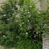 AK-TERYNGEL JIŘÍ JUDr.