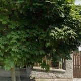 KOKEŠOVÁ MARILLA JUDr.