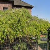 AK-DOUBRAVOVÁ ZUZANA Mgr.