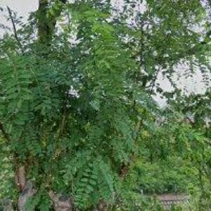 obrazek: avatar VITÁK KAREL