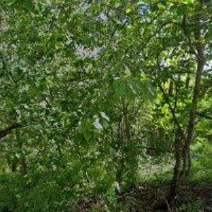 obrazek: avatar LOJKOVÁ DANIELA