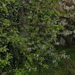 obrazek: avatar COMPLET SERVICE CZ, s.r.o.