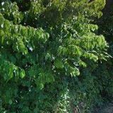 ÚČETNÍ MENTORING s.r.o.