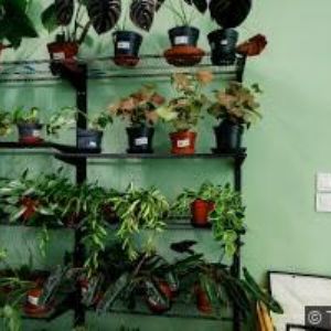 obrazek: avatar ANTONY BAR