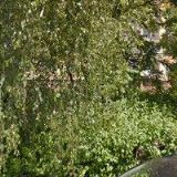 DĚTSKÝ PĚVECKÝ SBOR ROLNIČKA-PRAHA 12