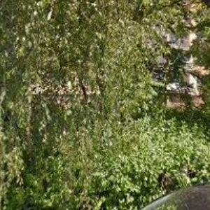 obrazek: avatar DĚTSKÝ PĚVECKÝ SBOR ROLNIČKA-PRAHA 12