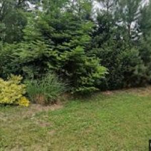 obrazek: avatar PLUJÍCÍ OBLAKA o.s.