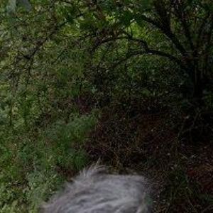 obrazek: avatar ZDEKO