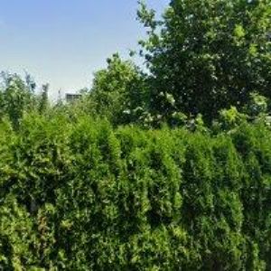 obrazek: avatar STONOŽKA