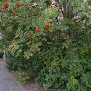 obrazek: avatar PETROVÁ LUDMILA