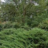 FLEGR VILÉM-ČISTÍRNA PEŘÍ