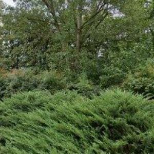 obrazek: avatar FLEGR VILÉM-ČISTÍRNA PEŘÍ