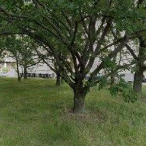 obrazek: avatar STŘEDOVÁ HANA