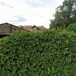 obrazek: avatar KORMAK PRAHA a.s.