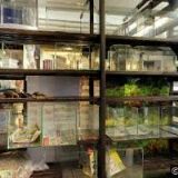 HÖFER KAREL-AKVARISTIKA