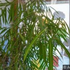 obrazek: avatar SPECIÁLKA NA KOŘENÍ