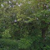 RED BULL ČESKÁ REPUBLIKA, s.r.o.