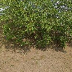 obrazek: avatar AGENTURA CEZAA